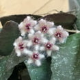 thumbnail image 3 of Hoya Caudata Sumatra, 2" Plant, The Plant Farm, 3 of 3