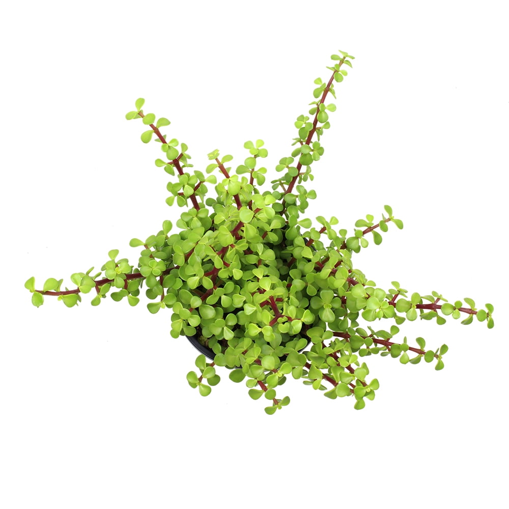 Element by Altman Plants Portulacaria Prostrata Easy Succulent; 1 gal Grower Pot; Full Sun