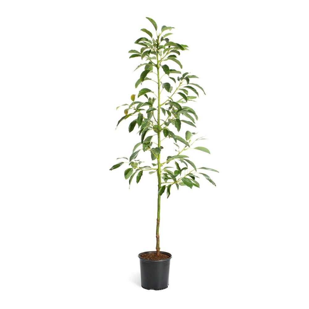 Hass Avocado Tree Grow Your Own Delicious Avocados Cannot Ship to