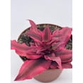 thumbnail image 4 of Cryptanthus Bivittatus, 2 inch, Red Star Bromeliad, Tiny Mini Pixie Plant, Bright Pink, 4 of 8