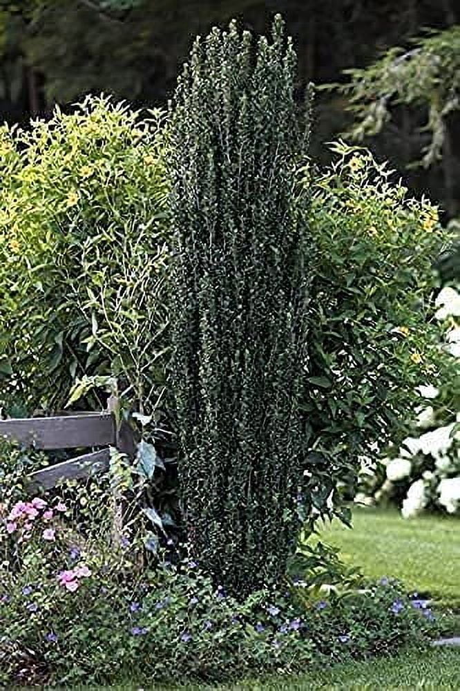 Sky Pencil Japanese Holly - 2 Live Gallon Size Plants - Ilex Crenata - Low Maintenance Formal Evergreen Hedge