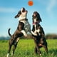 thumbnail image 5 of Pelota de platillo volador hinchable, juguete para perros de descompresión, Juguetes Divertidos para exteriores, pelota de platillo volador, pelota de lanzamiento interactiva para diversión rodante, 5 of 7