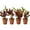 4 Plants, variant on Croton Batik - 1 Live Starter Plant - Codiaeum Variegatum - Beautiful Easy Care Indoor Houseplant
