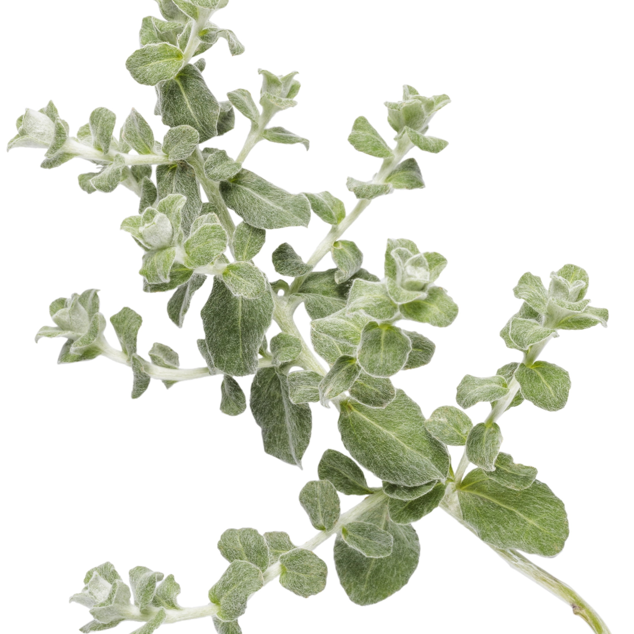 Proven Winners 4" Petite Licorice Licorice Plant Live Plant in 4.25" Pot (4 Count)