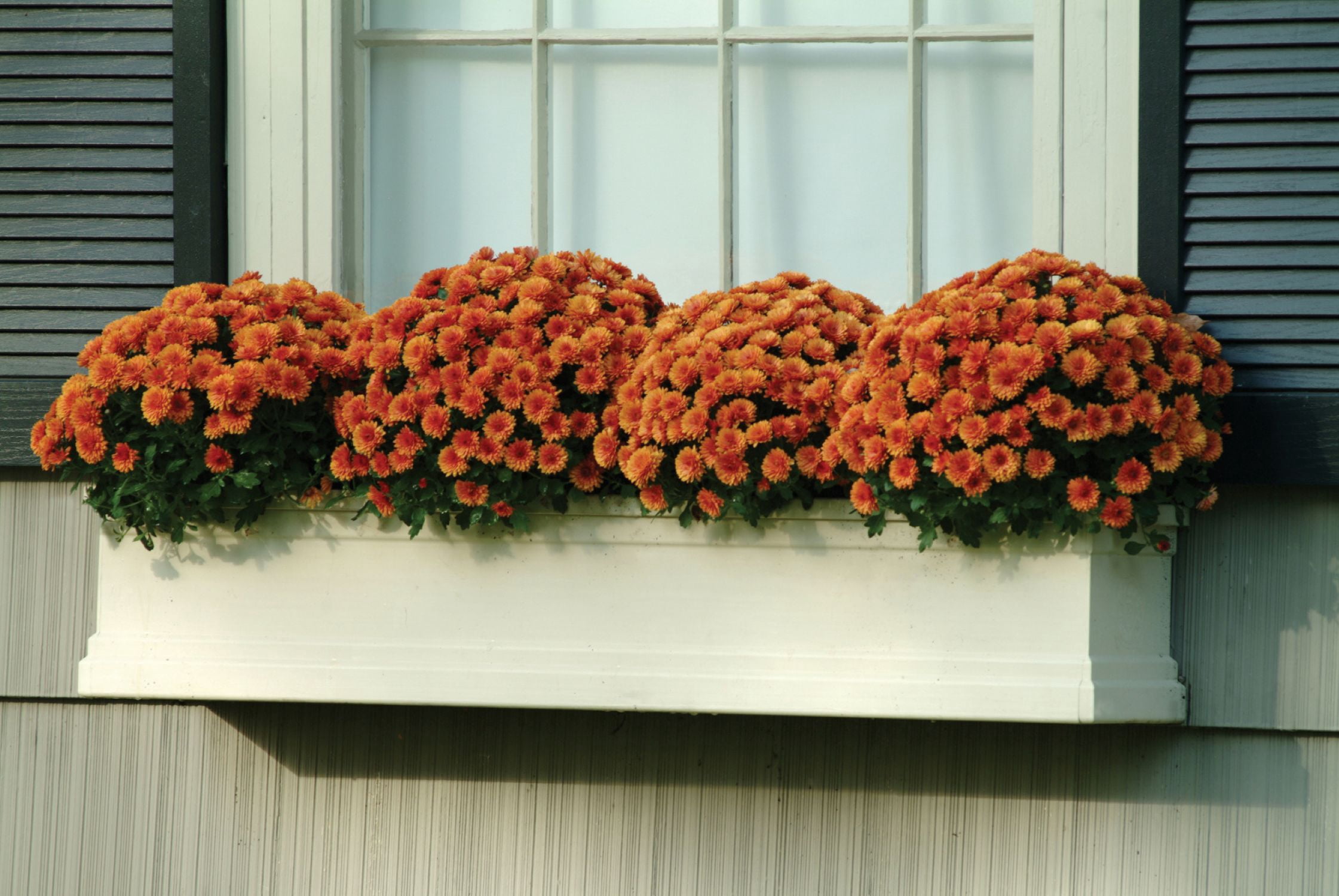 Expert Gardener Quart Orange Mum Live Plant in 1QT Grower Pot (4 Count)