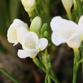 thumbnail image 2 of Easy to Grow Freesia Single White 15 Plant Bulbs, Fragrant Flowers Spring Zones 9-11, 2 of 5