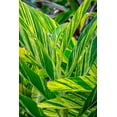 thumbnail image 2 of Engelbrecht, Lisa S. 23x32 White Modern Wood Framed Museum Art Print Titled - Shell ginger plant, 2 of 4
