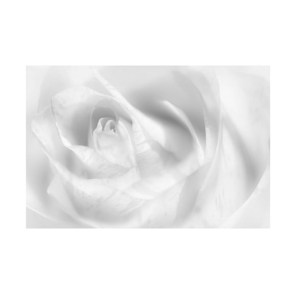 Trademark Fine Art Peter Pfeiffer Hint Of A Rose Canvas Wall Art