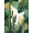 Green Gold Beige, Pattern 18, variant on ODIKA Botanical Mid Print Monstera Motif Forest Sunset Abstract Round Pet Friendly & Kids Safe Play for Playroom, Bedroom, Reading Nook