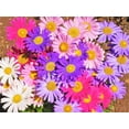 thumbnail image 2 of TomorrowSeeds - Single Mix China Aster Seeds - 6000+ Count - For 2026 Planting Callistephus, 2 of 9