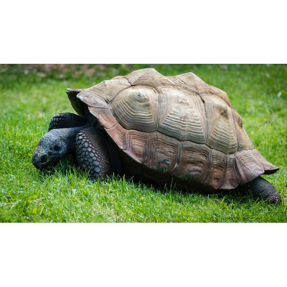 Tortoise Grazing Mix Seeds/Full Sun/Annual/ Perennial/3500 Seeds 1/4 oz/Zellajake Farm and Garden - B282