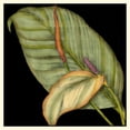 thumbnail image 2 of Goldberger, Jennifer 26x26 Gold Ornate Wood Framed with Double Matting Museum Art Print Titled - Graphic Tropicals II, 2 of 4