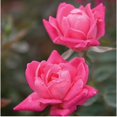 thumbnail image 2 of The Knock Out® Family of Roses 'The Pink Double Knock Out® Rose' Live Shrub in 2-Gallon Grower Pot, 2 of 9