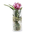 thumbnail image 3 of Orquídea vanda en maceta, 3 of 4