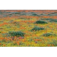 thumbnail image 2 of Jaynes Gallery 14x11 Black Ornate Wood Framed with Double Matting Museum Art Print Titled - California-Mojave Desert California poppy super bloom, 2 of 4