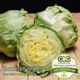 thumbnail image 3 of 1200+ Batavian Iceberg Lettuce Seeds | Non-GMO Vegetable Lettuce Seeds USA, 3 of 3