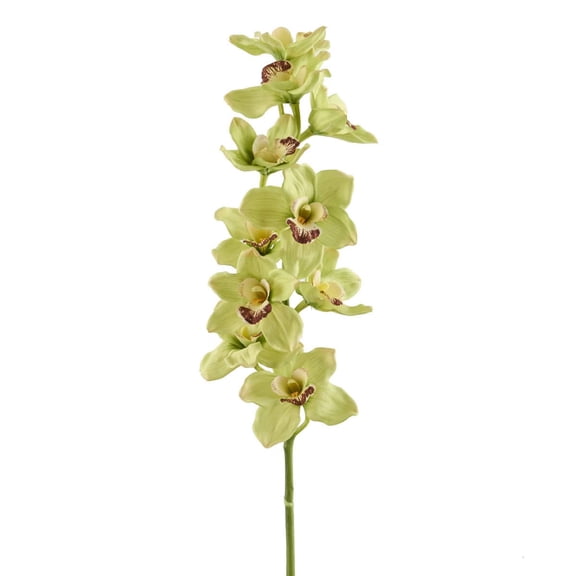 8 Pack: Pale Green Boat Orchid Stem by Ashland