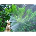 thumbnail image 3 of Regadera De Amarillo De Nieb Del De 2-head De 2-head Macarena Aspersor de riego para jardines, 3 of 7