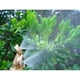thumbnail image 3 of Regadera De Amarillo De Nieb Del De 2-head De 2-head Macarena Aspersor de riego para jardines, 3 of 7