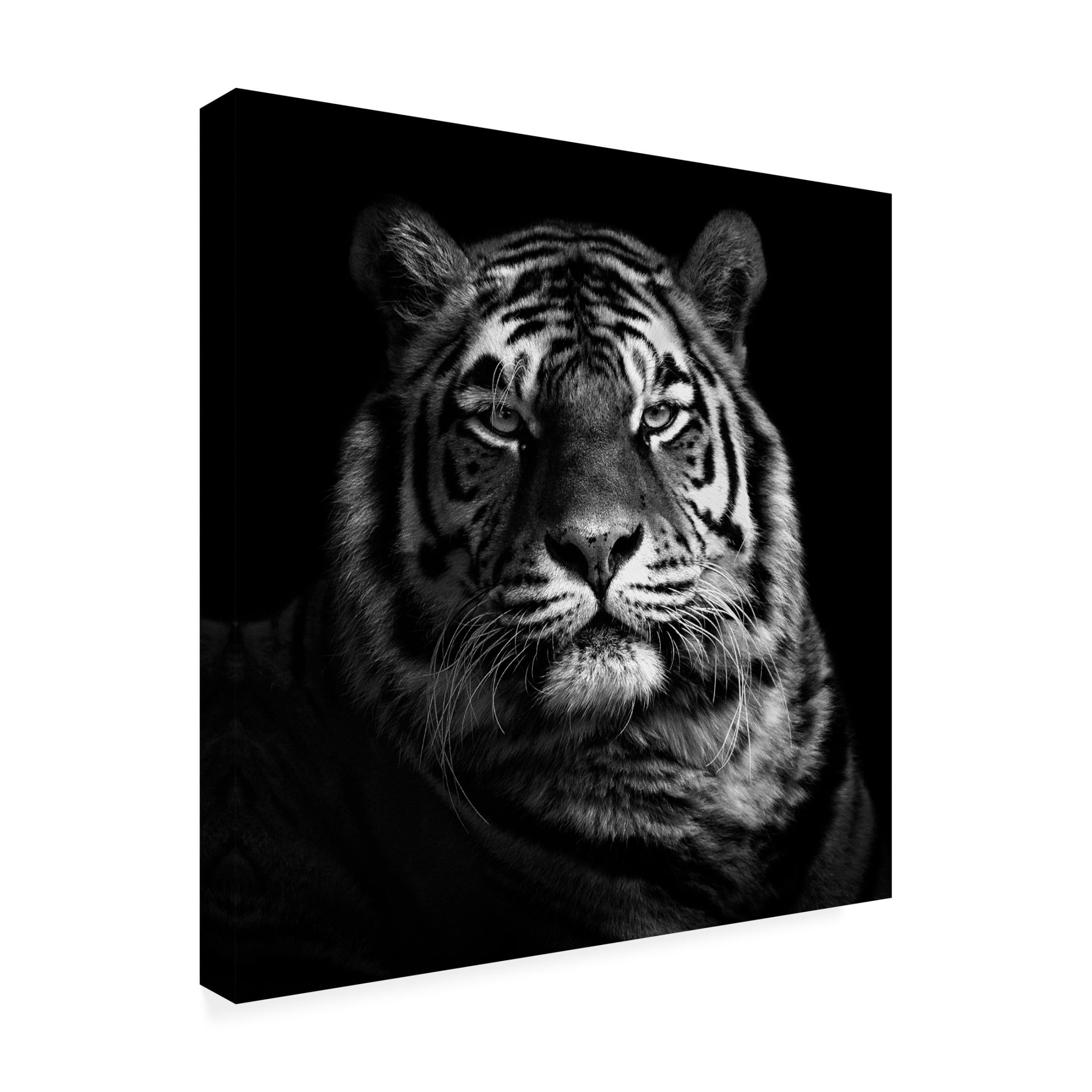 Canvas Wall Art - Christian Meermann 'Tiger' Wall Art for Living Room, Bedroom, or Office Décor by Trademark Fine Art - 18 x 18 Inches