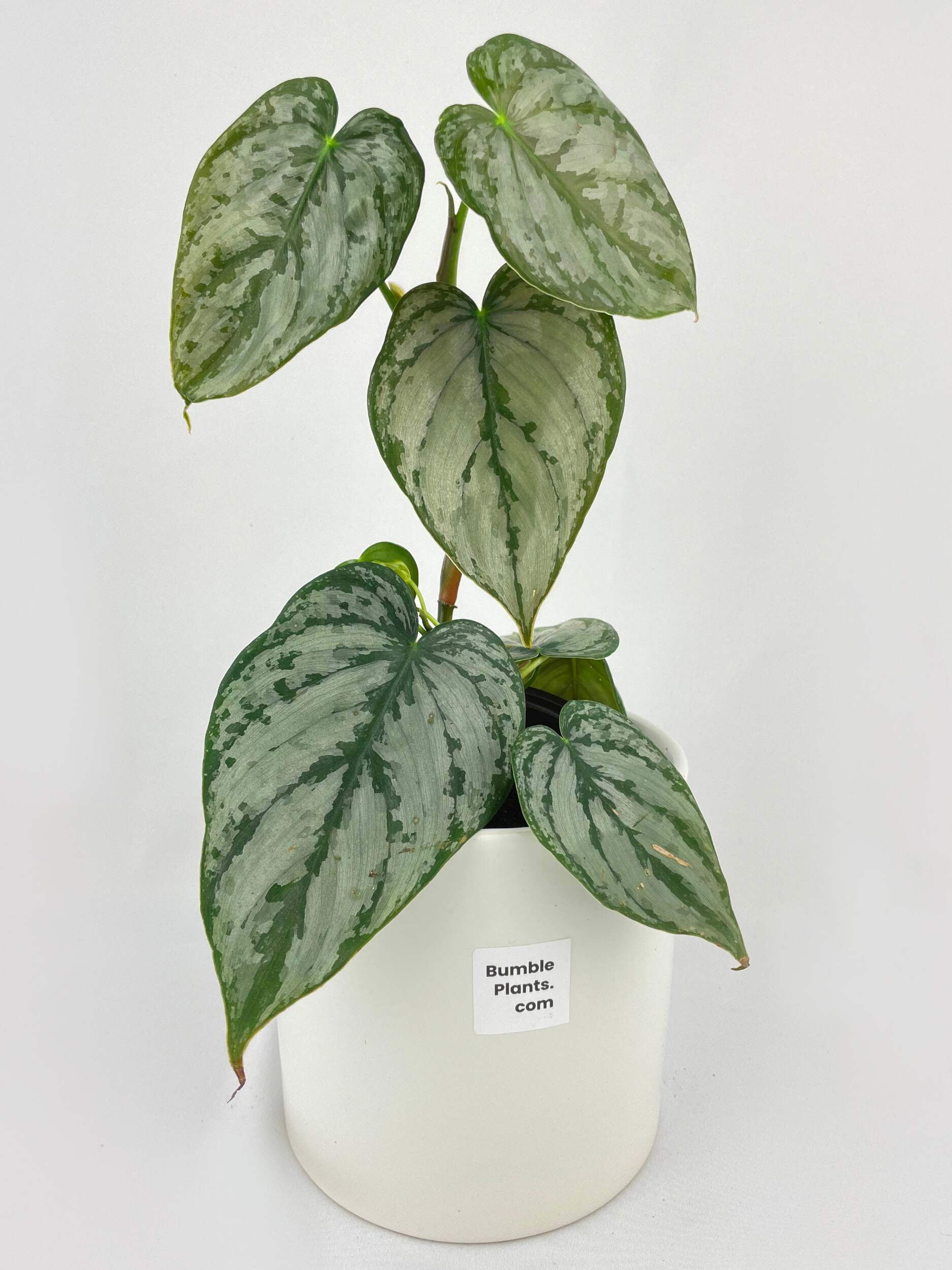 Silver Leaf' Philodendron