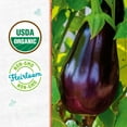 thumbnail image 3 of Back to the Roots Organic Eggplant 'Black Beauty', 1 Seed packet, 3 of 7