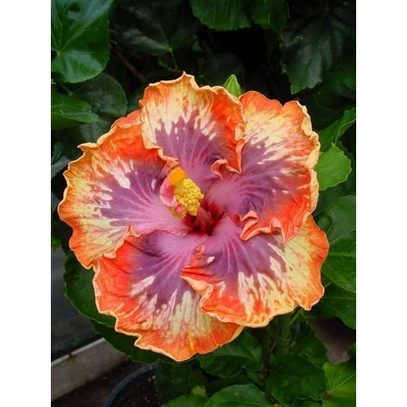 Toadstool Seeds 20 Orange Purple Hibiscus Seeds, Perennial Hardy Giant 12 Inch Flower Bloom