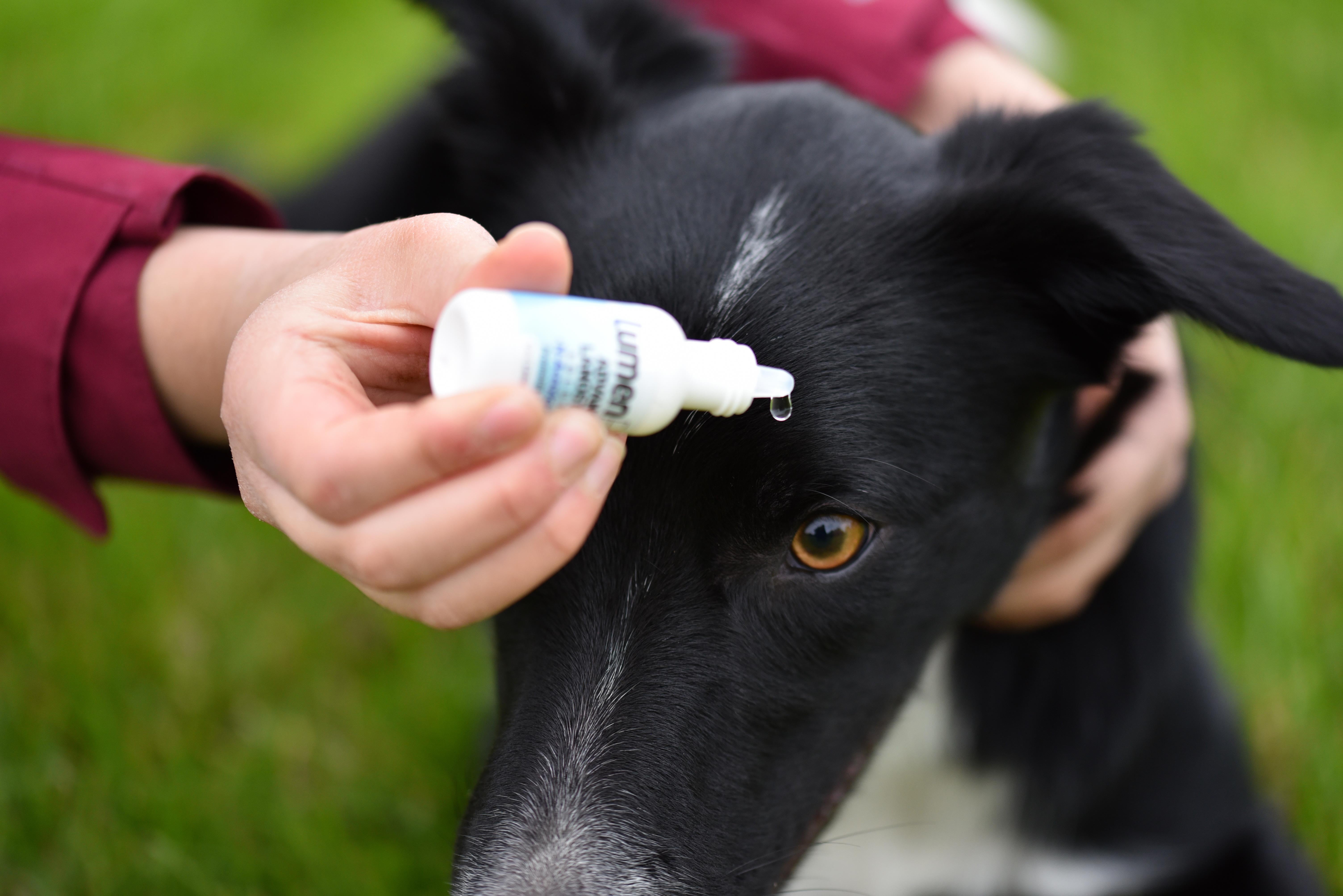 Buy LumenPro Pet Eye Drops Promotes Vision Clarity in Animals with