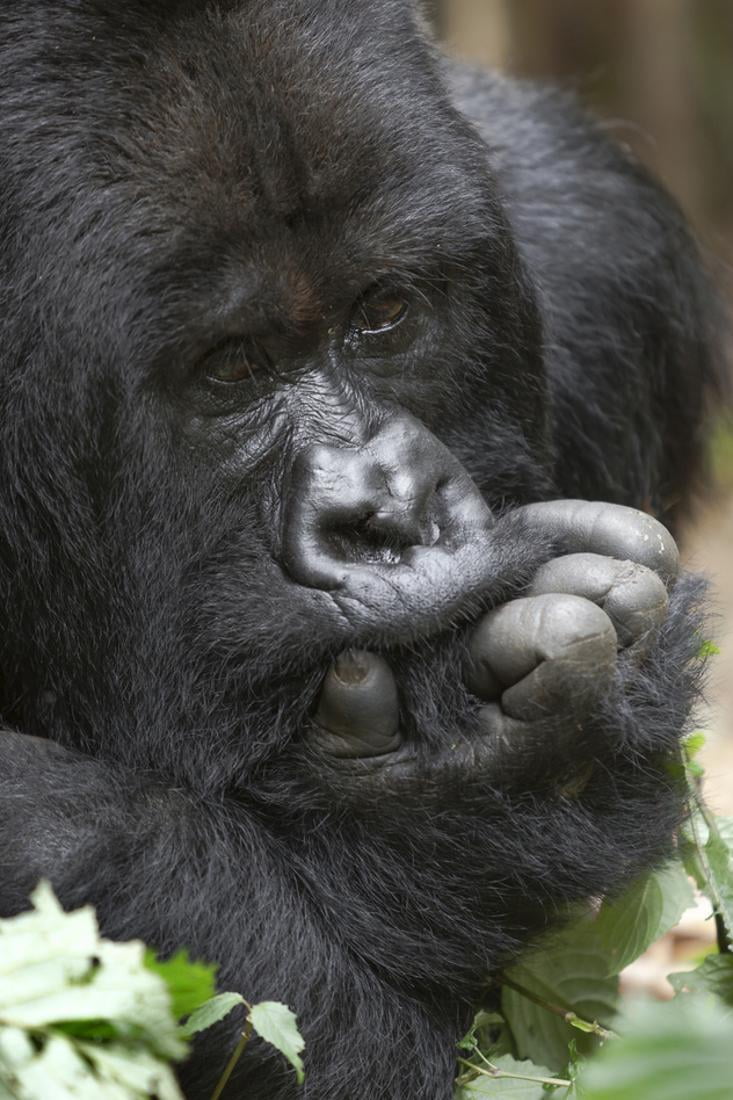 ellen stuffed gorilla
