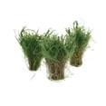 thumbnail image 3 of Maqueta de Tren Baoblaze 4 Piezas Plantas Acuáticas Verde, 3 of 7