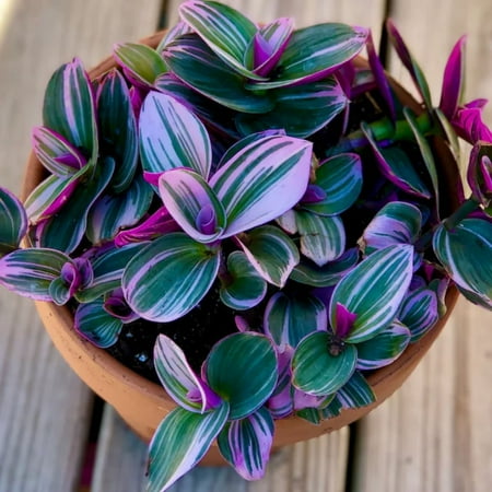 Set 4 Pink Wandering Jew Plants, Variegated Wandering Jew Tradescantia Houseplant, 4 to 7 Inch