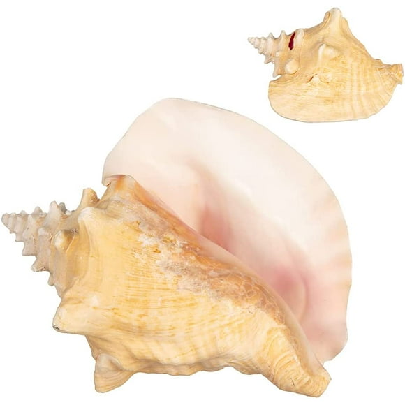 Conch Shell | 1 Large Bahama Conch Seashell 8-10" | Plus Free Nautical eBook by Joseph Rains