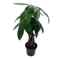 thumbnail image 4 of Twisted Money Tree - Pachira - 4" Pot - Easy House Plant - Trending, 4 of 4