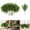 Green, variant on 5 Piece 18inch Christmas Norfolk Pine Branches Pine Stems for Xmas DIY Crafts Garland Wreath- Christmas Deco