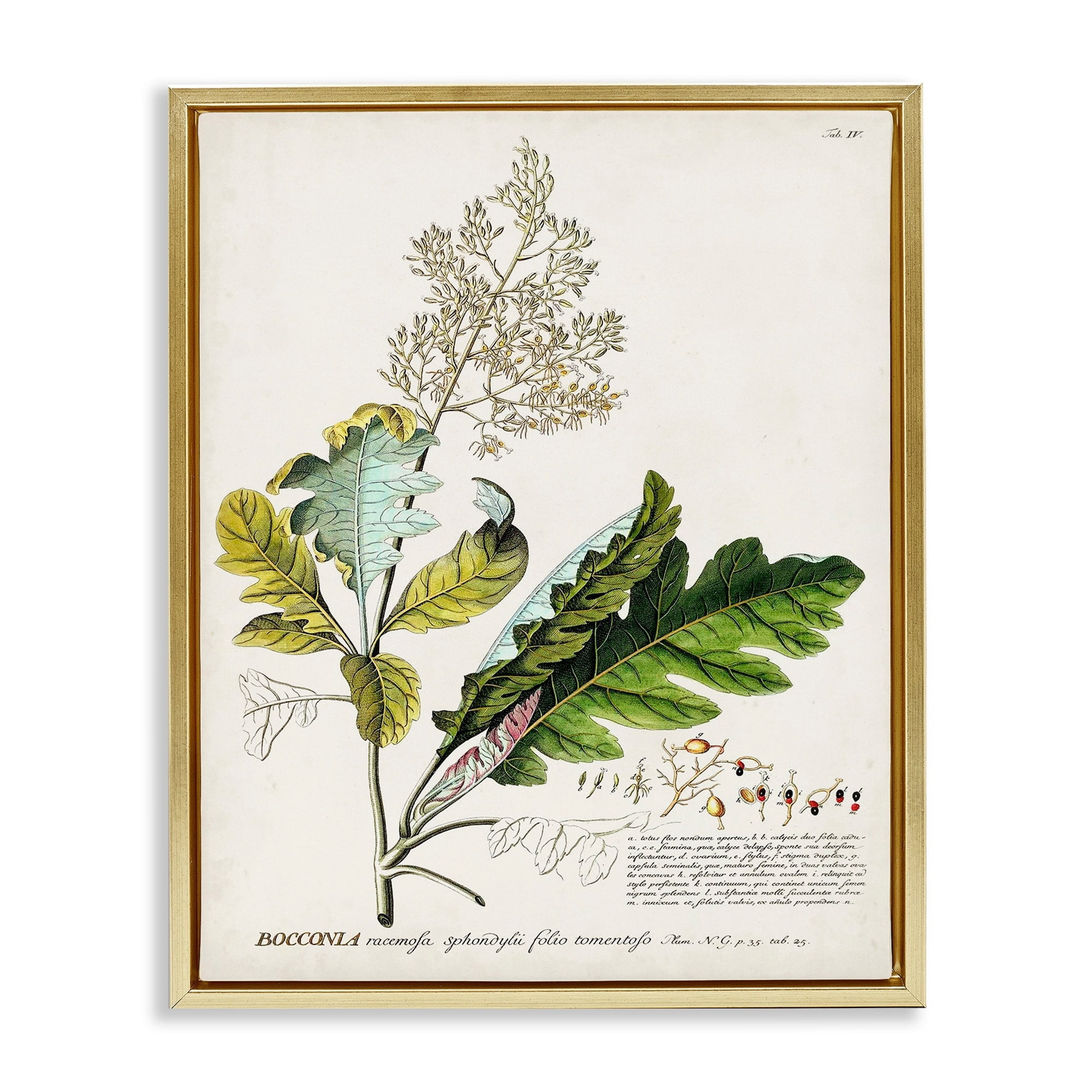 Stupell Industries Botanical Plant Illustration Leaves Vintage Design Metallic Gold Framed Floating Canvas Wall Art, 24x30, by World Art Group