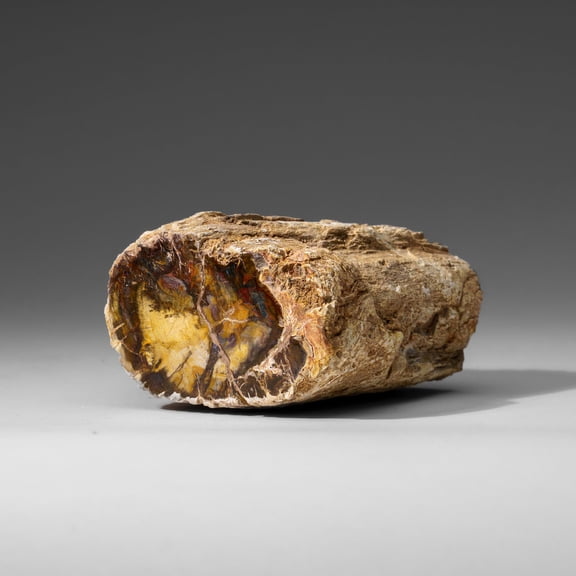 Natural Petrified Wood Log from Madagascar (1.4 lbs)