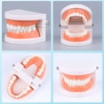 thumbnail image 1 of Modelo dental para práctica estética, modelo dental pequeño, modelo de enseñanza de cepillado de dientes para jardín de infantes, modelo oral, 1 of 2