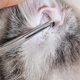 thumbnail image 2 of Pinzas de acero inoxidable Tijeras de belleza para perros Lavadora facial recta (pequeña), 2 of 5