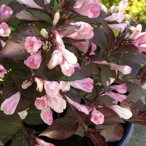 Jumbo Pint Afterglow Weigela Live Shrub, Light Pink and Cream Flowers