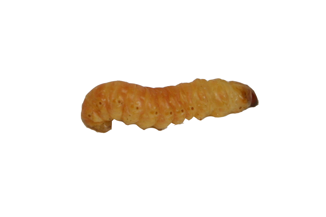DMF Bait Co. Butterworms Live Bait for Pond Fish, 20 Count