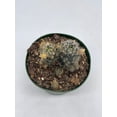 thumbnail image 5 of Mammillaria prolifera, Little Candle, Rare Cactus, 4 inch Pot, Well Rooted, 5 of 8