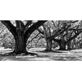 thumbnail image 2 of Maihara, Jeff 18x11 White Modern Wood Framed Museum Art Print Titled - Majestic Oaks I, 2 of 4
