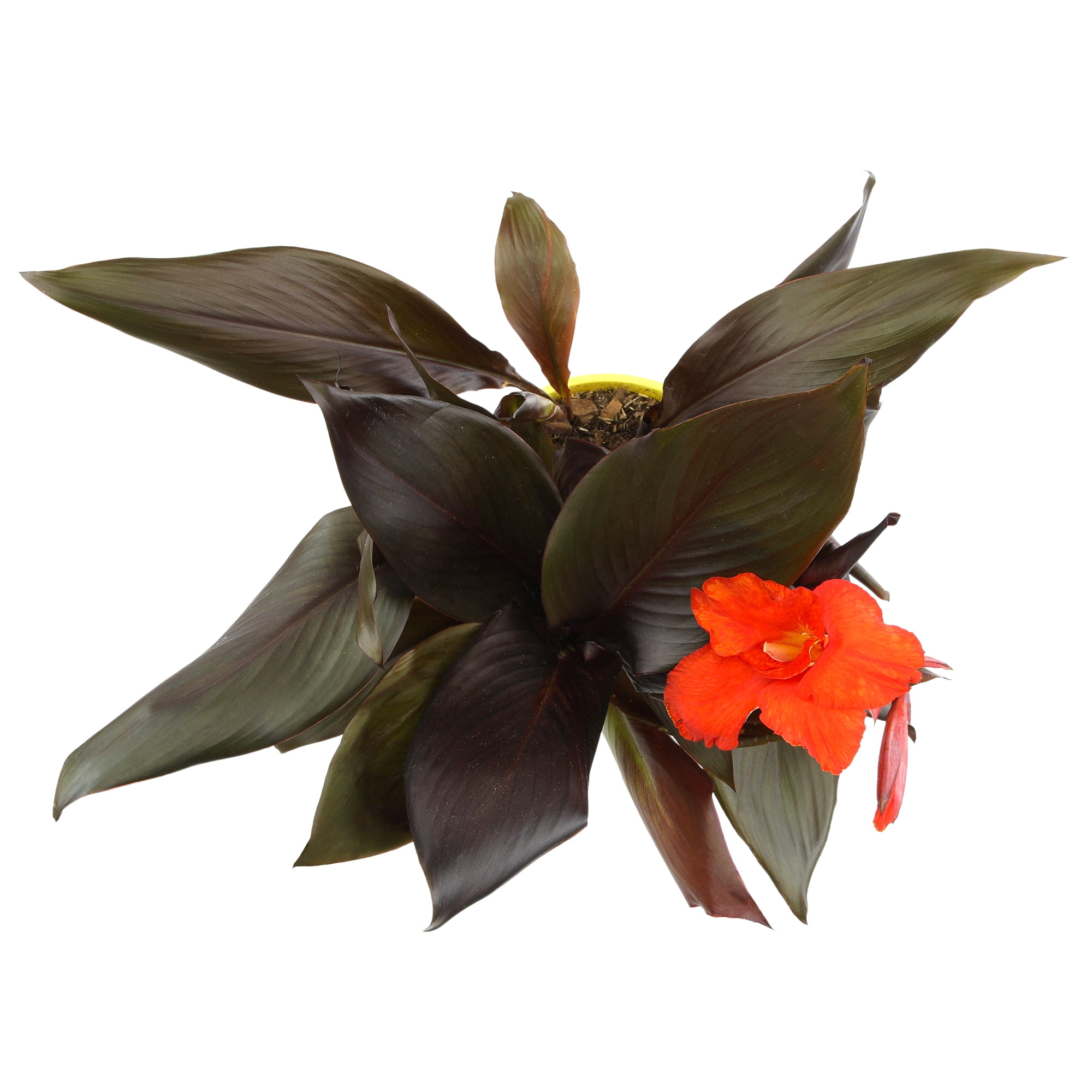 Altman Plants 'Lava Rock' Canna Lily | 4qt. Grow Pot; Full Sun | Flowering Perennial, Outdoor Plant