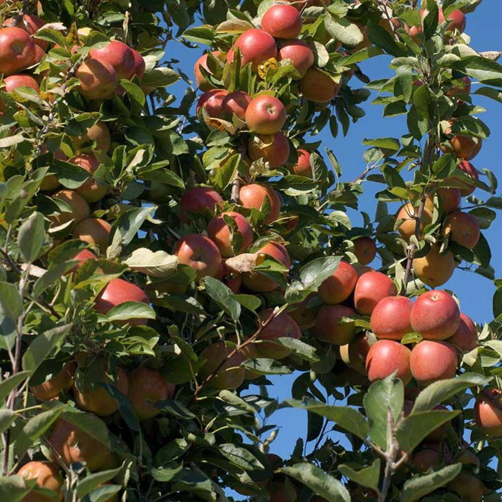 Expert Gardener 1-2 ft. tall Braeburn Apple Live Tree in 1- Gallon Grower Pot