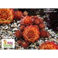thumbnail image 3 of Gold Nugget™ Hens & Chicks - Sempervivum -Indoors/Out- 3.5" Pot - Chick Charms®, 3 of 4