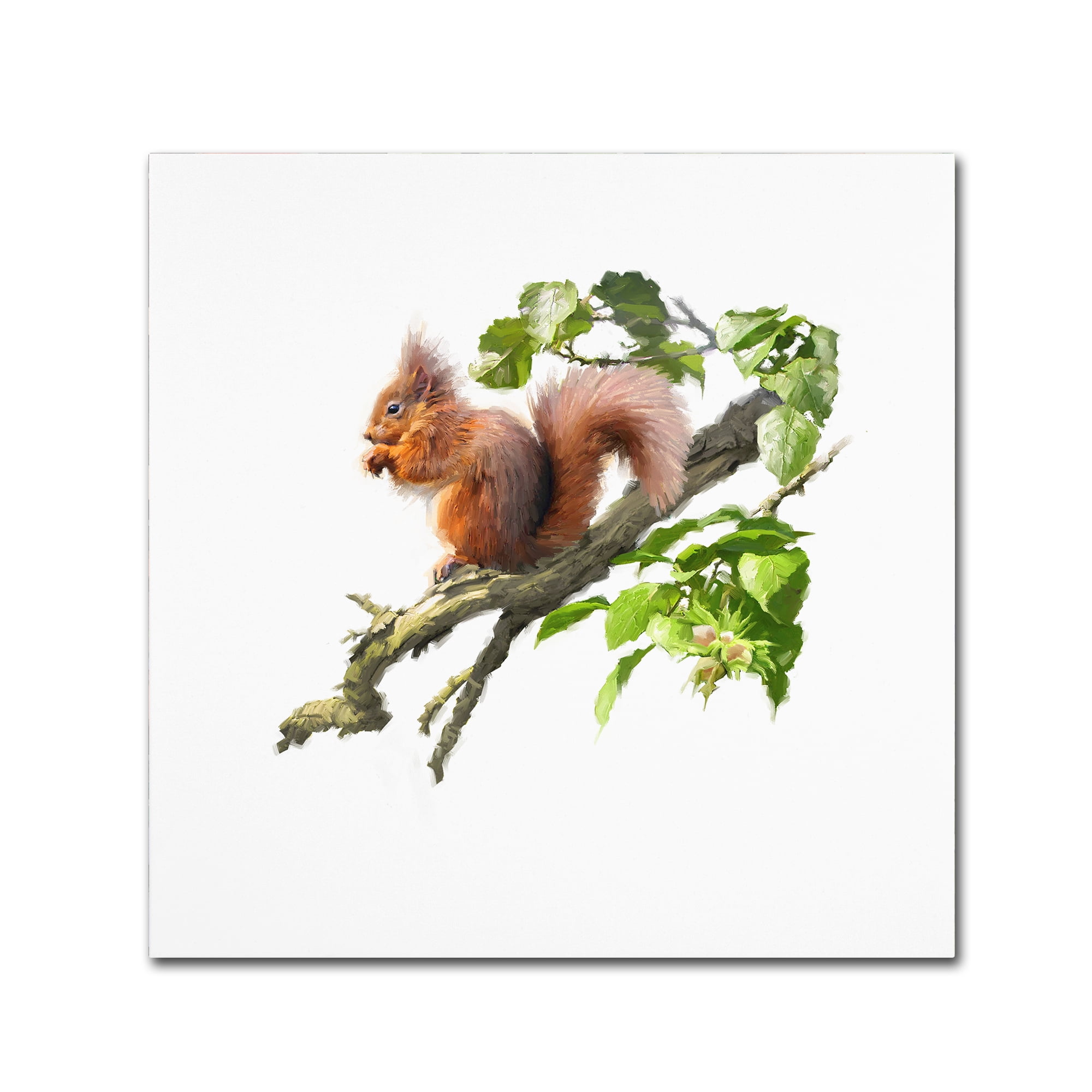Trademark Fine 'Red Squirrel' Art by The Macneil Studio - Walmart.com