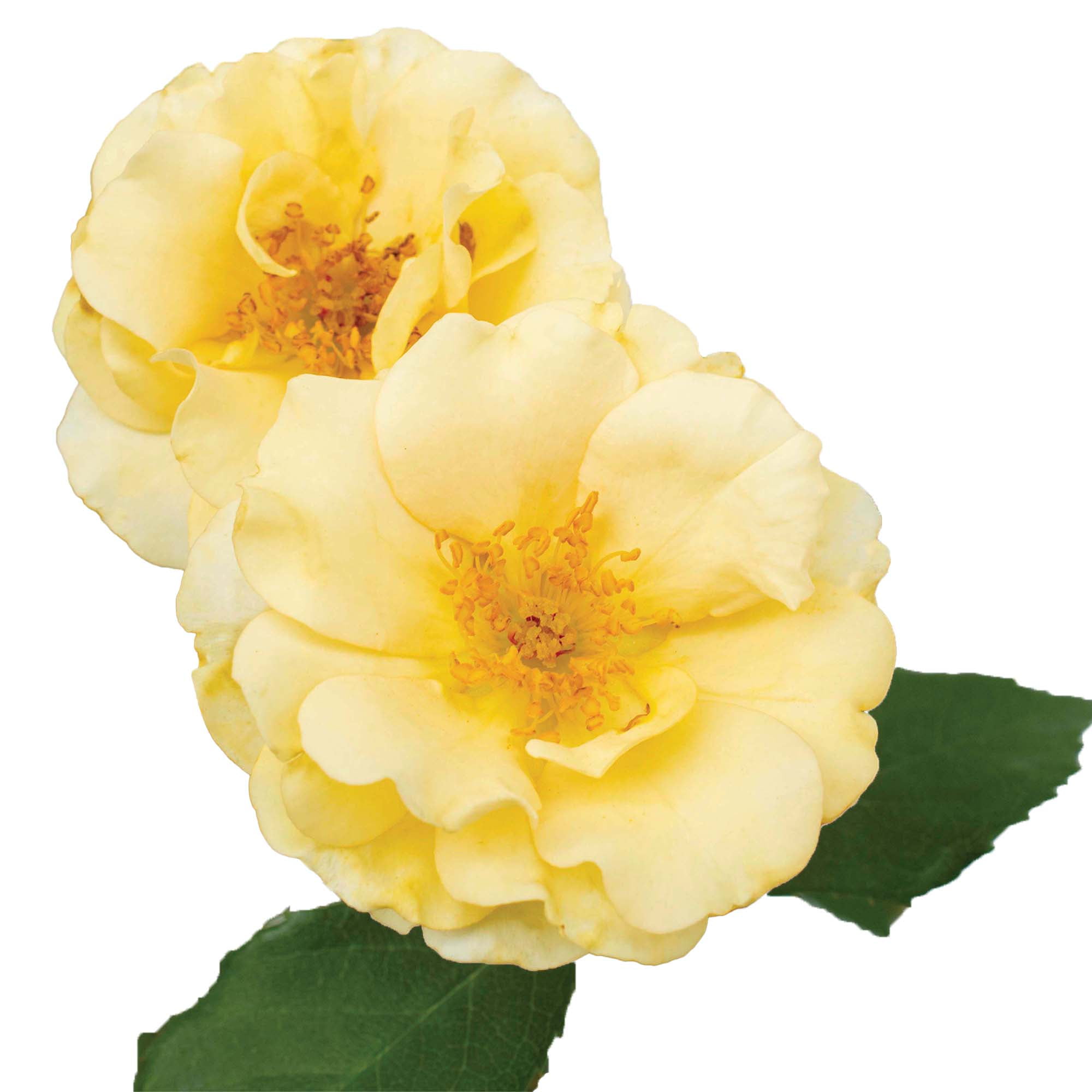Drift Rose Buttercream Tree Live Shrub (3 Gallon)
