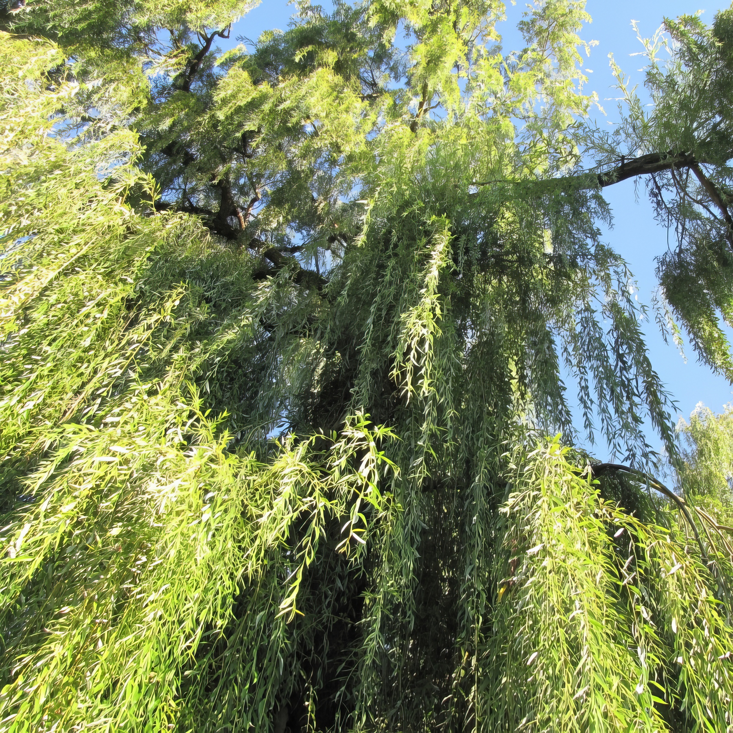 National Plant Network 3 gal Weeping Willow Live Tree with Full Sunlight