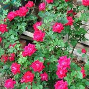 Pixies Gardens Winners Circle Climbing Rose 3 Gallon