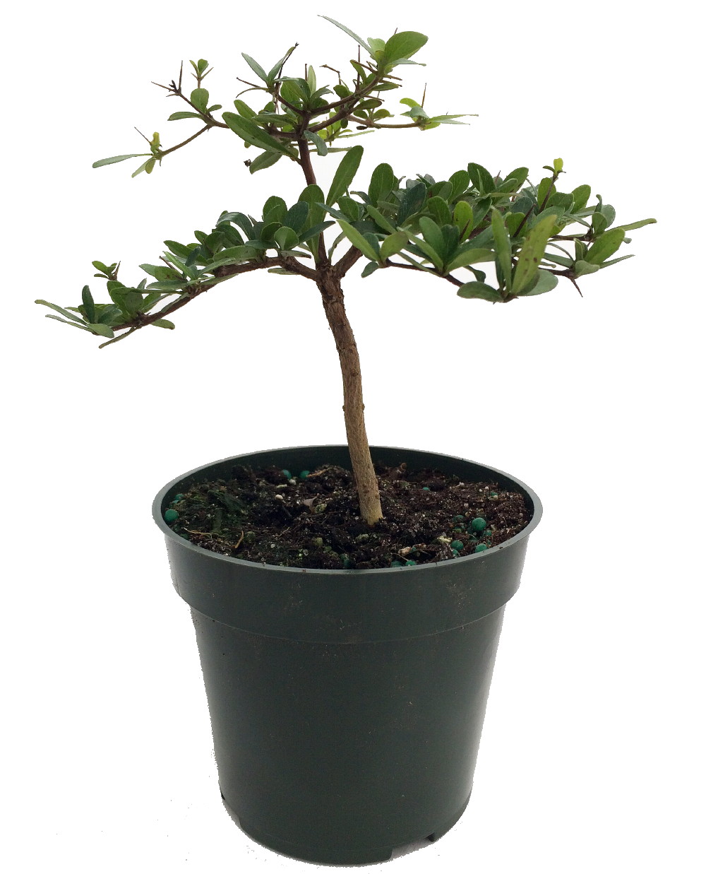 Dwarf Black Olive Pre-Bonsai Tree Great Indoors 4" pot Bucida spinosa by